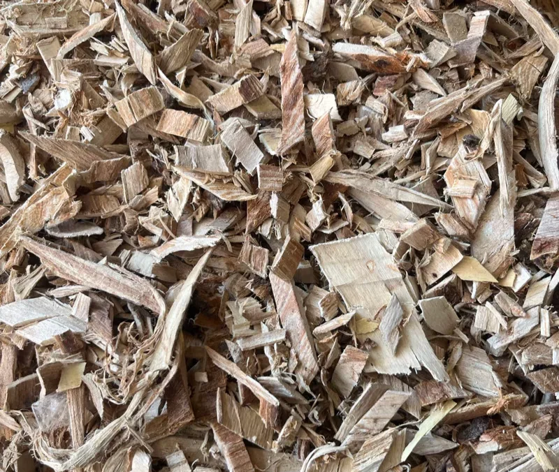 榆树皮的神奇功效与禁忌