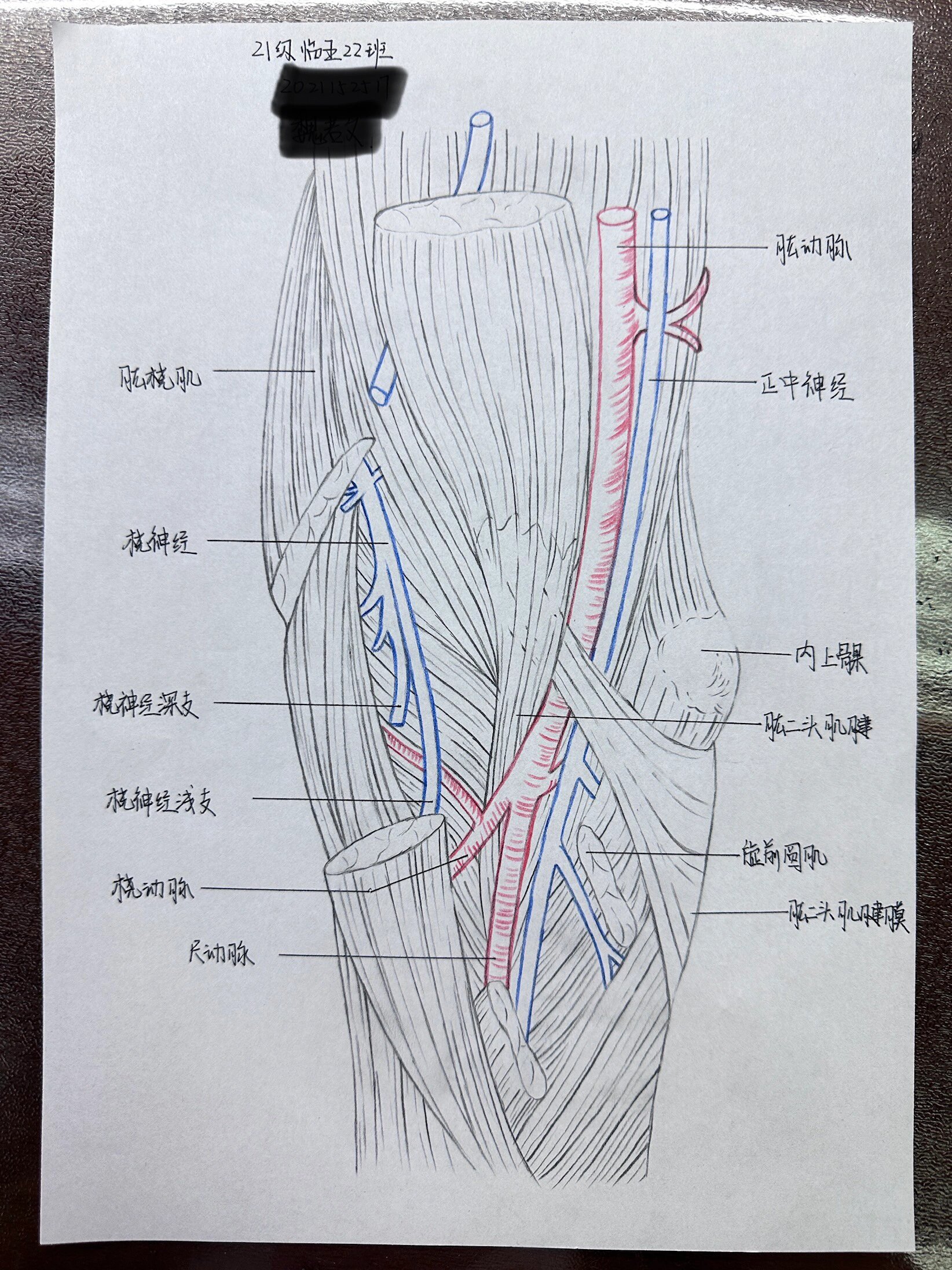 肱骨的前面观绘画图片