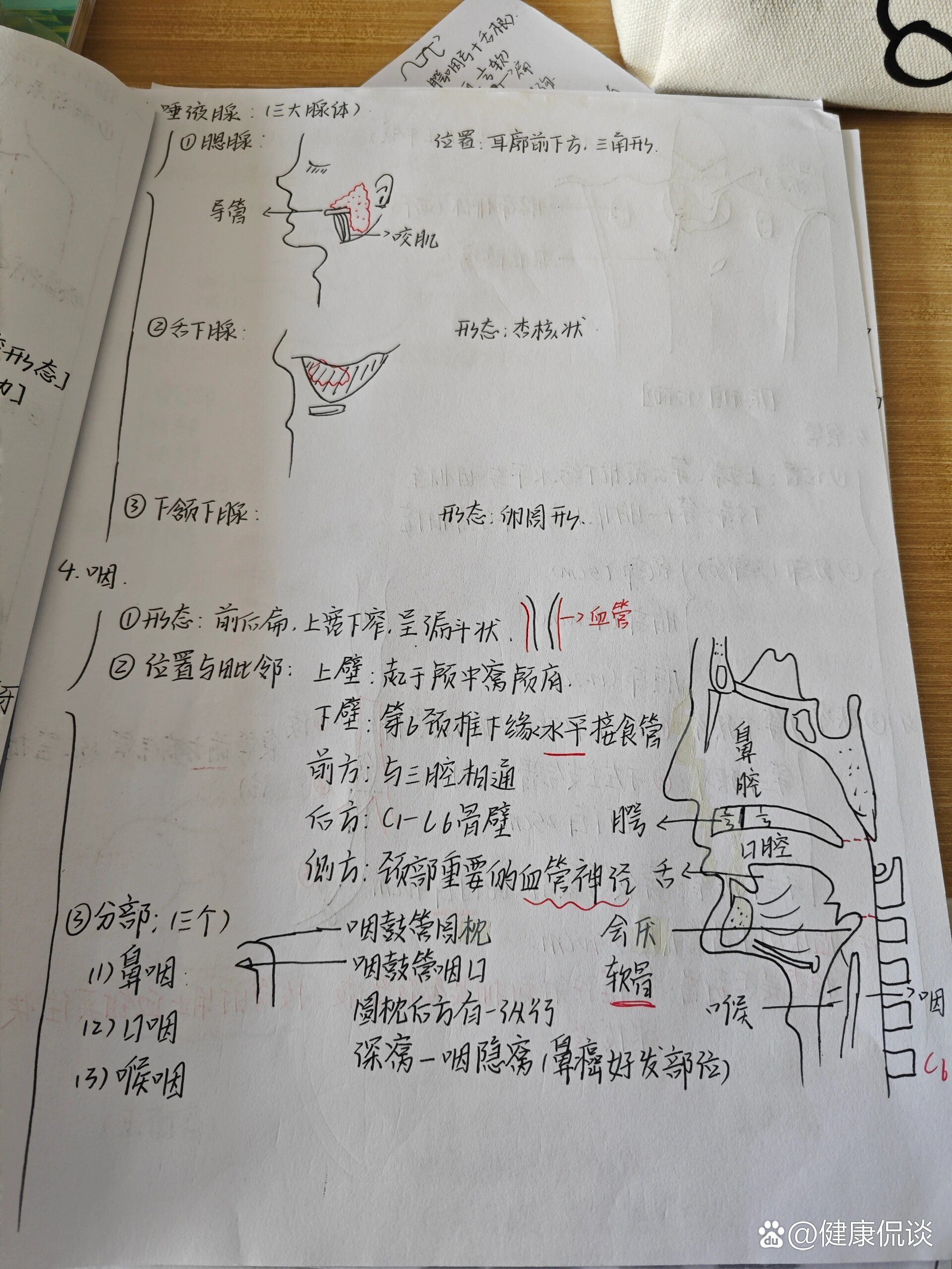 咽解剖图手绘图片