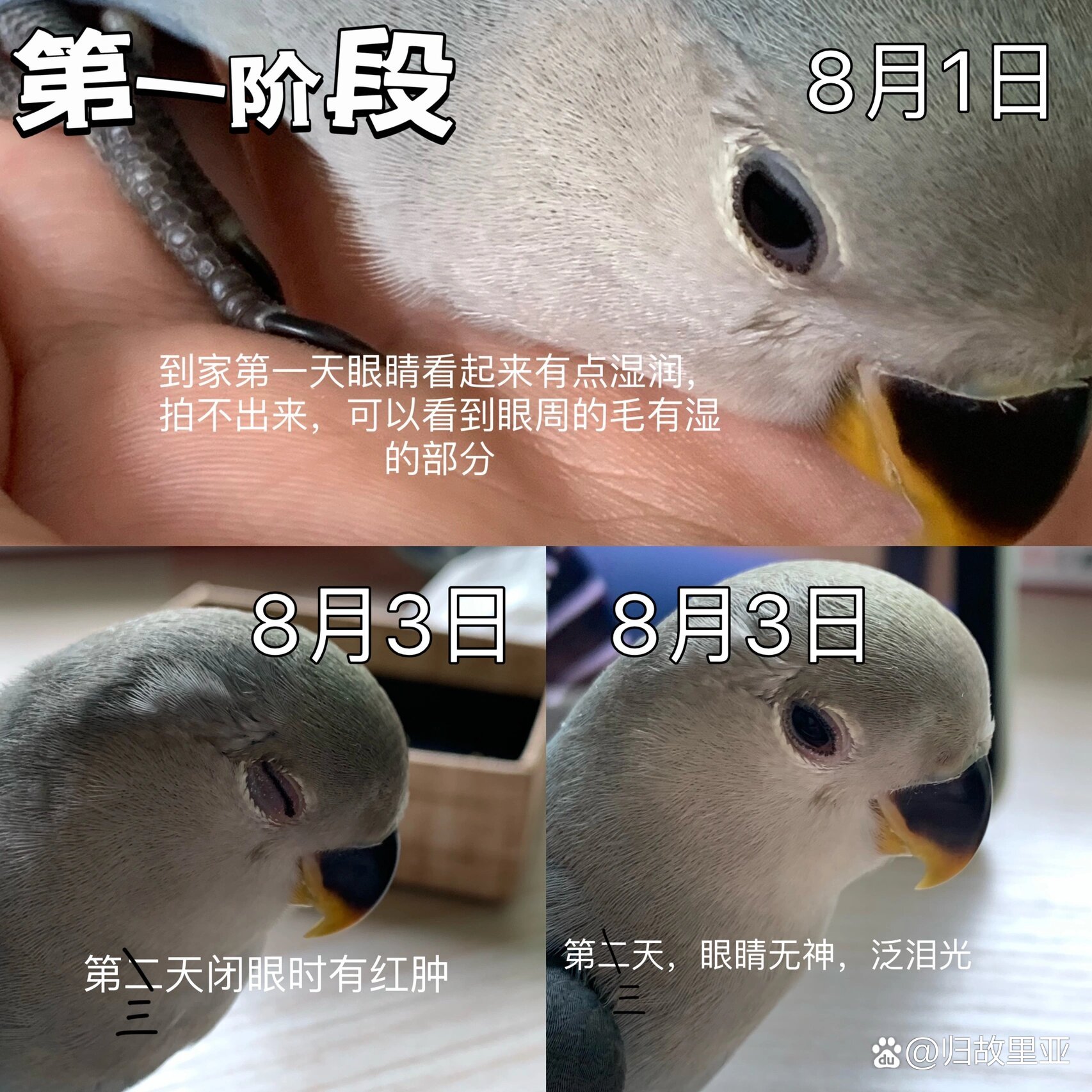 关于牡丹鹦鹉单眼伤风和结膜炎我有些话想说