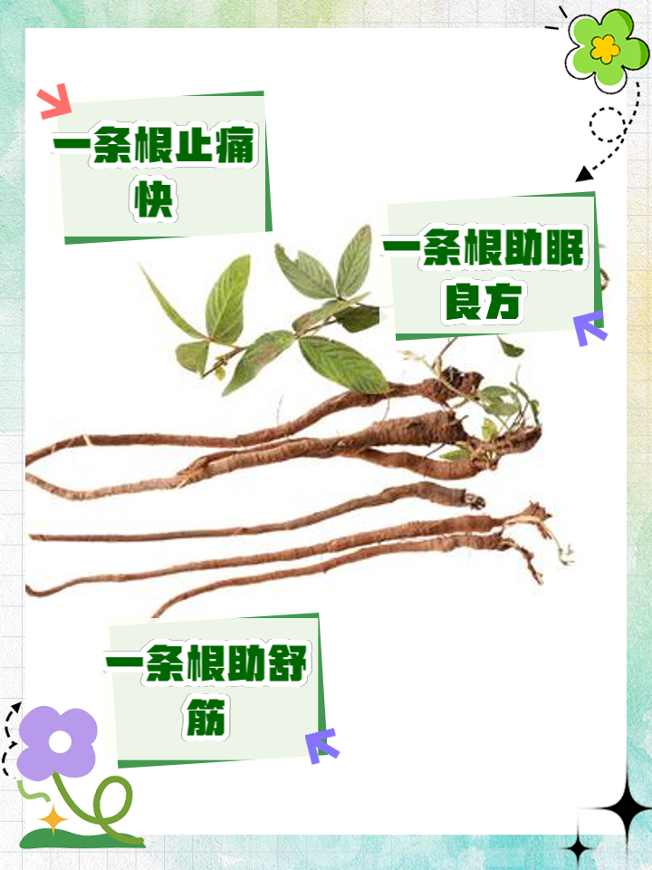 一条根的功效与作用