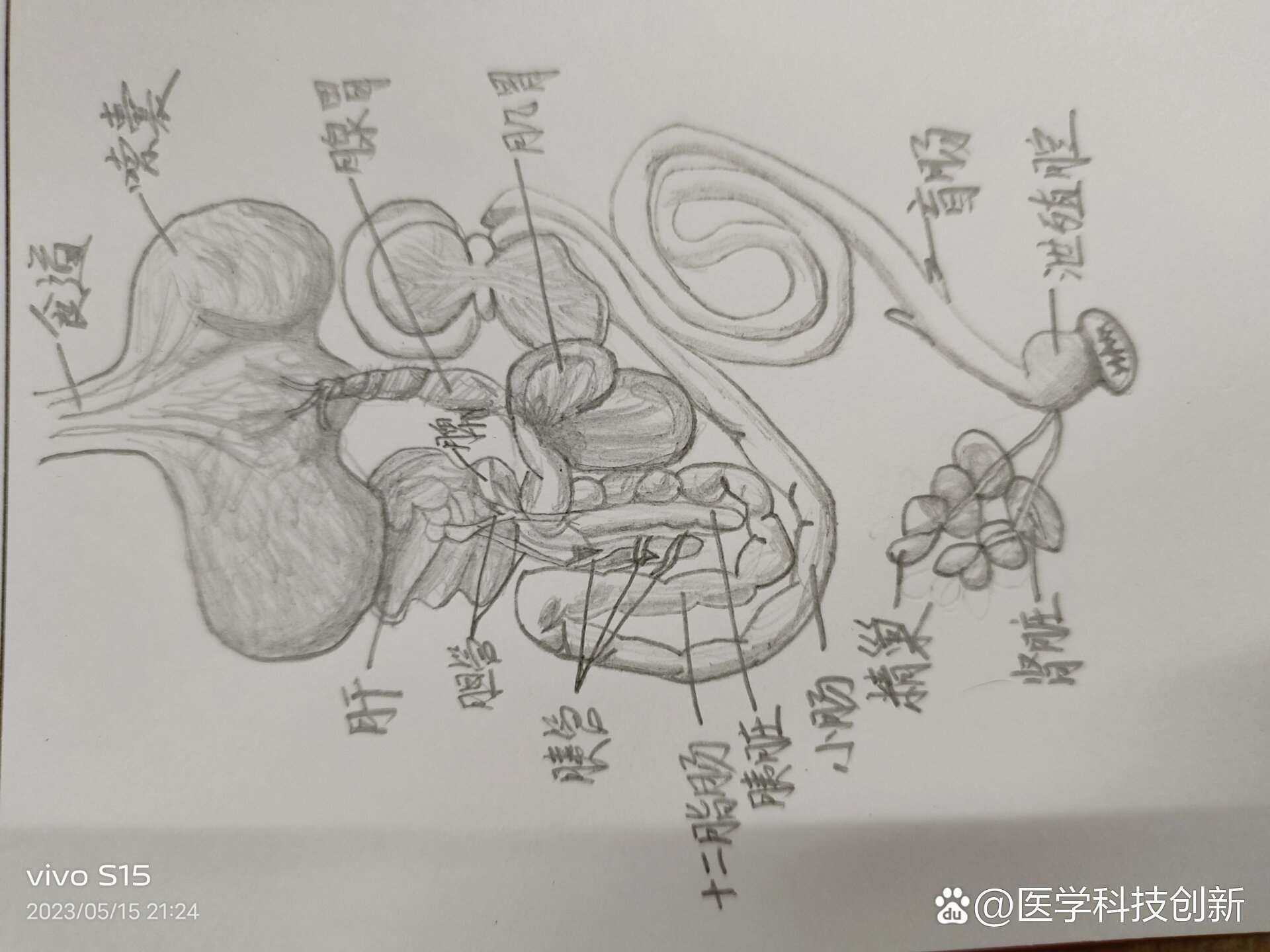 家鸽的呼吸系统结构图图片