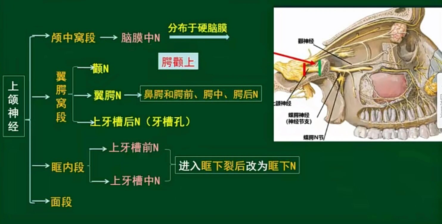 上颌神经与下颌神经的分支