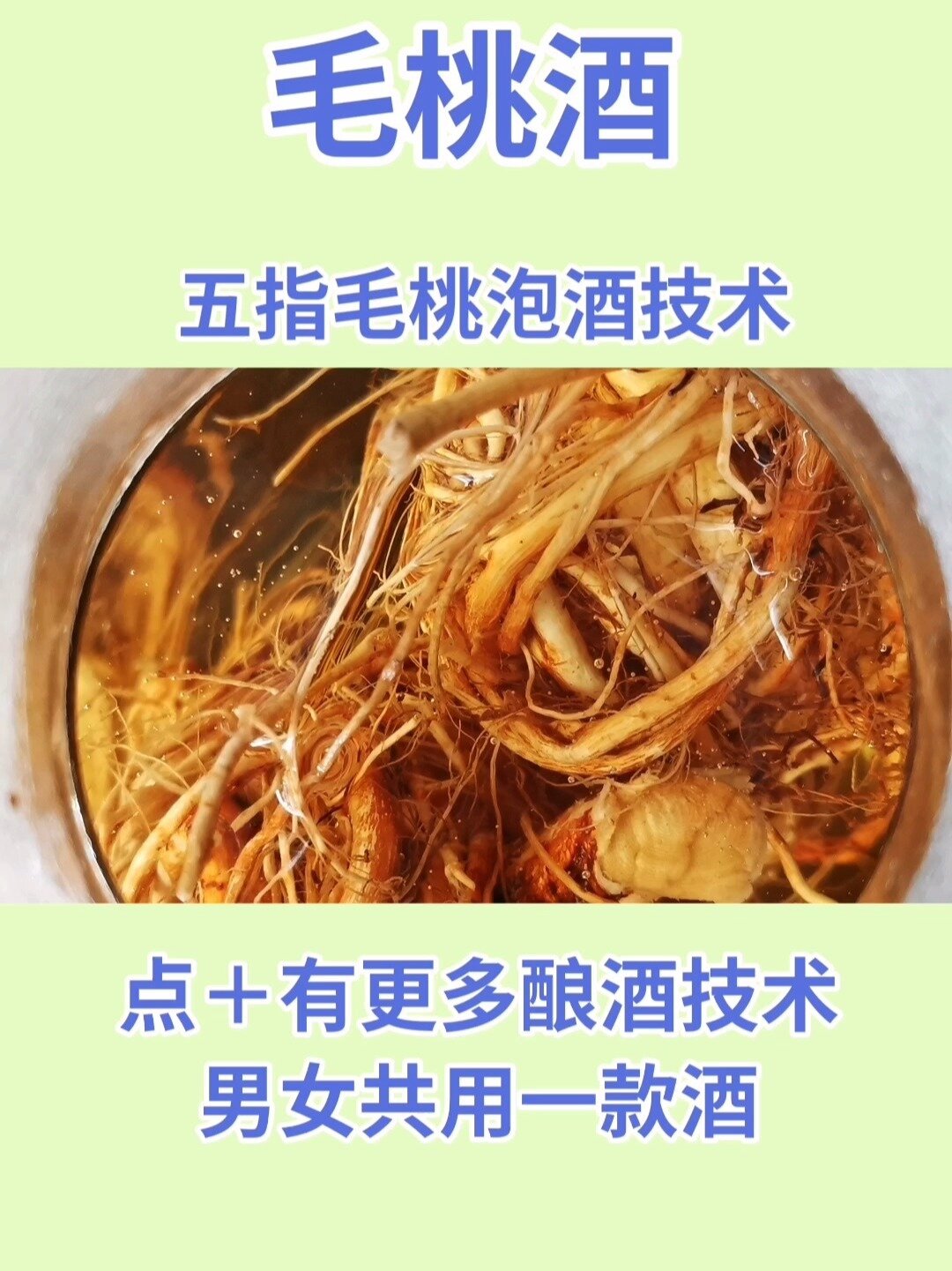 五指毛桃泡酒技术