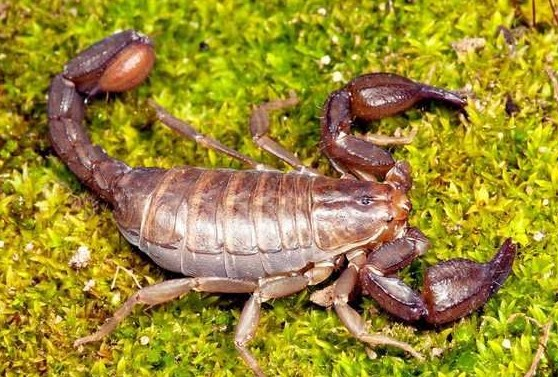 全蝎为钳科动物东亚钳蝎的干燥全虫,味辛,性平,有毒