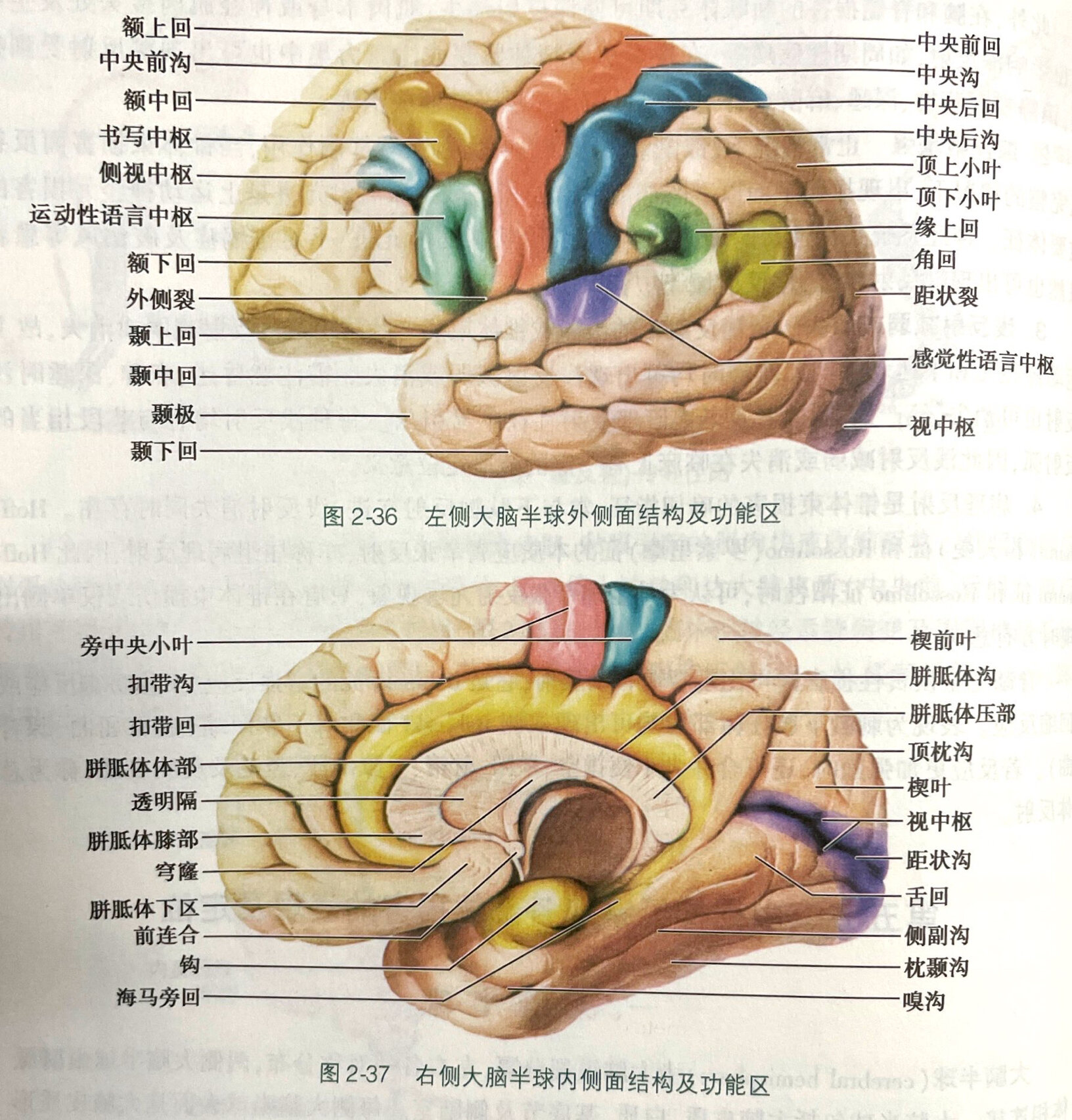 大脑语言中枢分布图图片