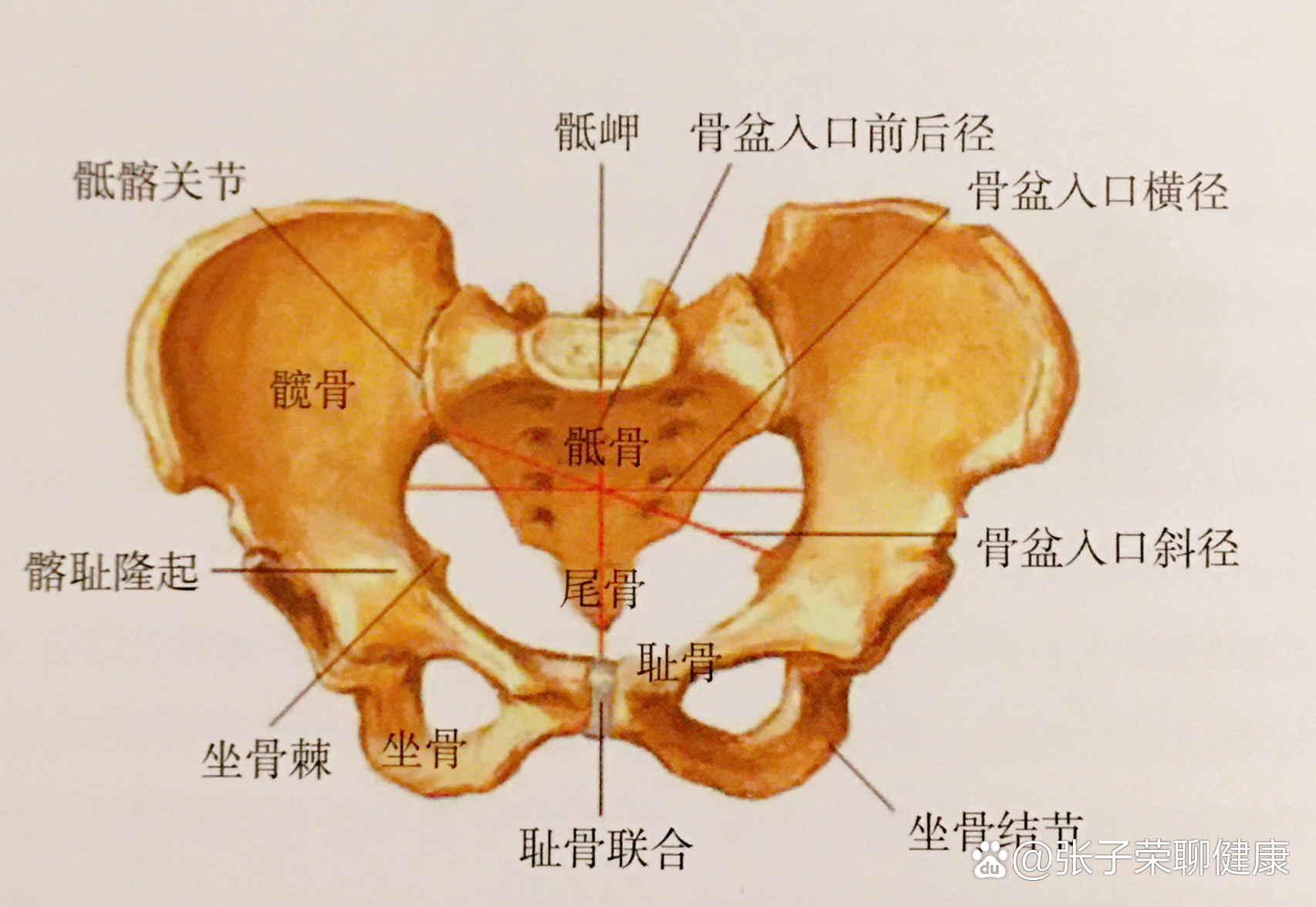 耻骨联合上缘位置图片图片