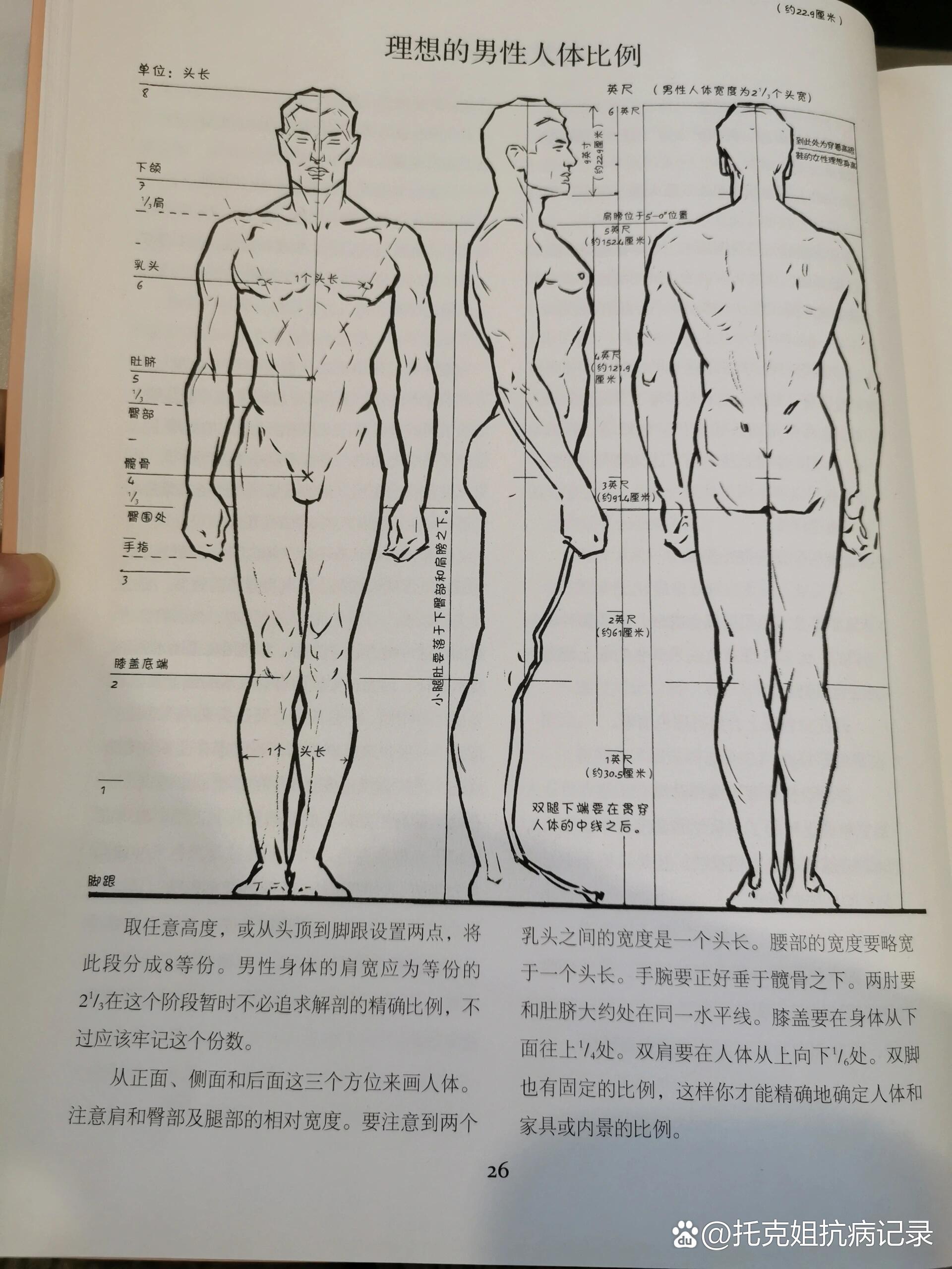 怎么画好人体比例图片