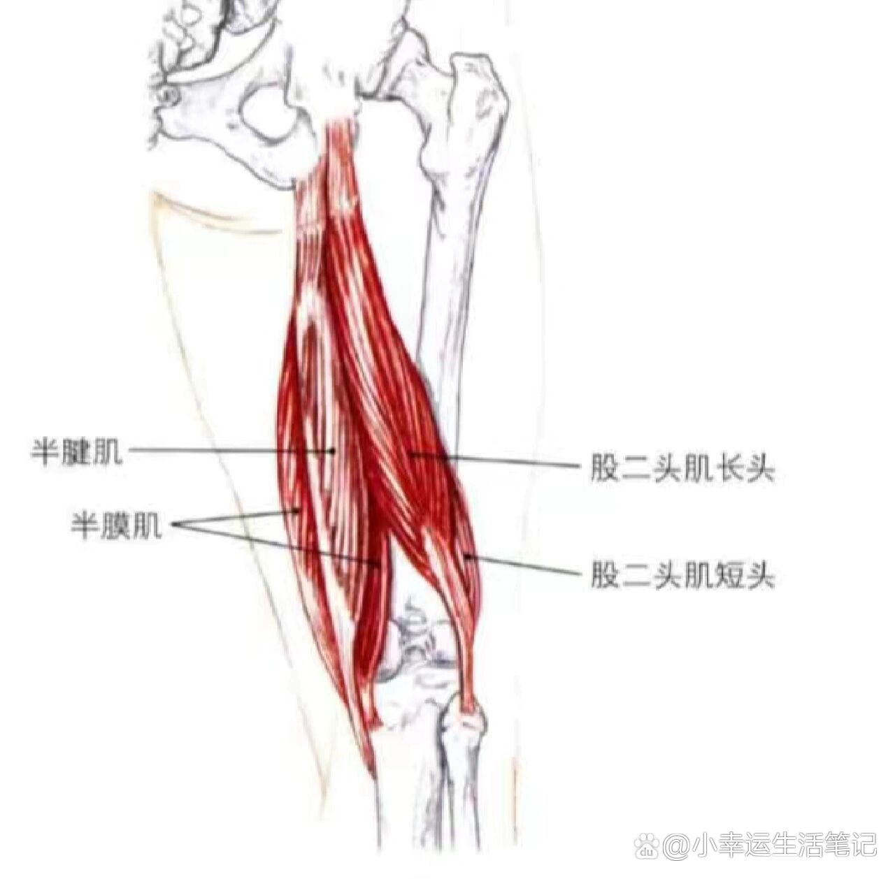 腘绳肌的位置图片