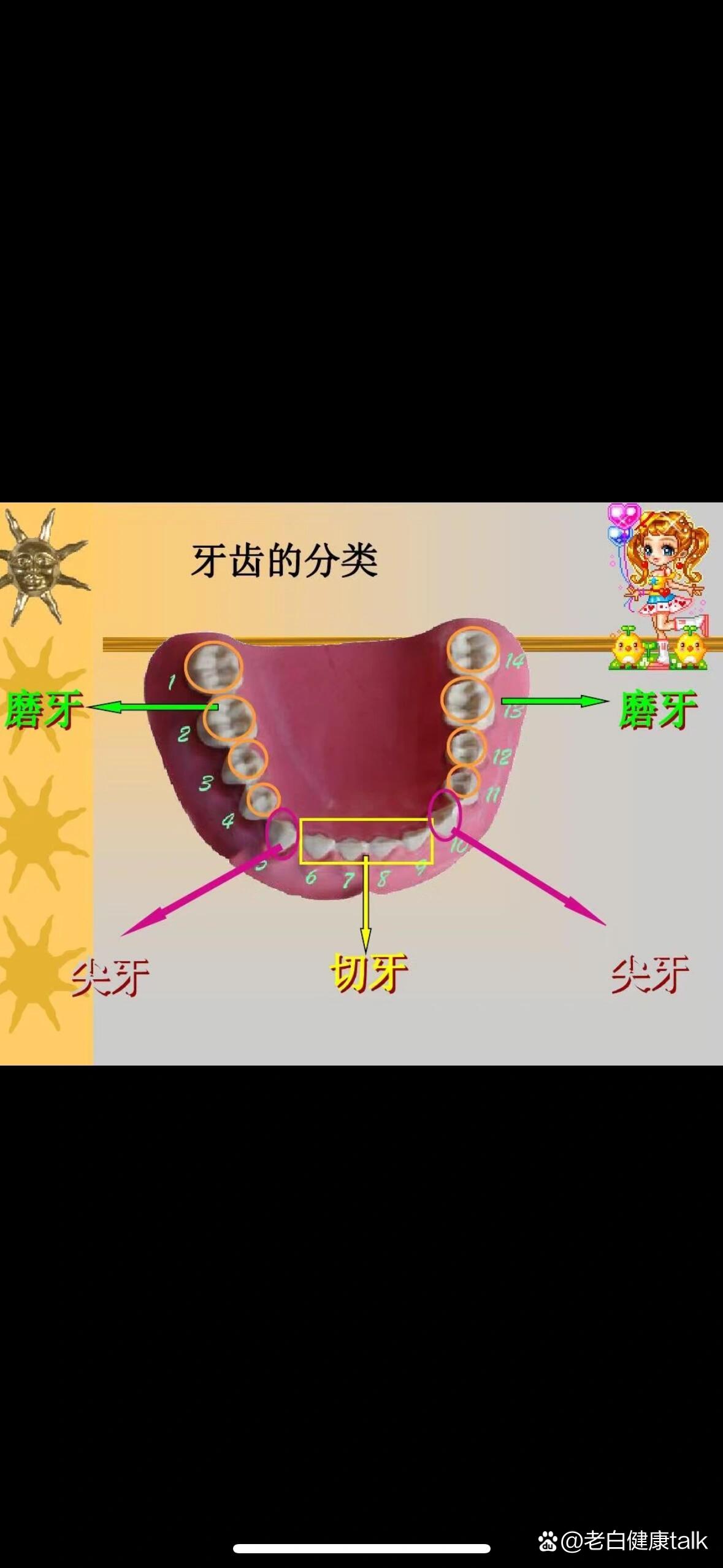 成年人牙齿数量