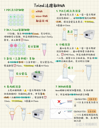 🔥Trizol法提取RNA——适用于mRNA和microRNA