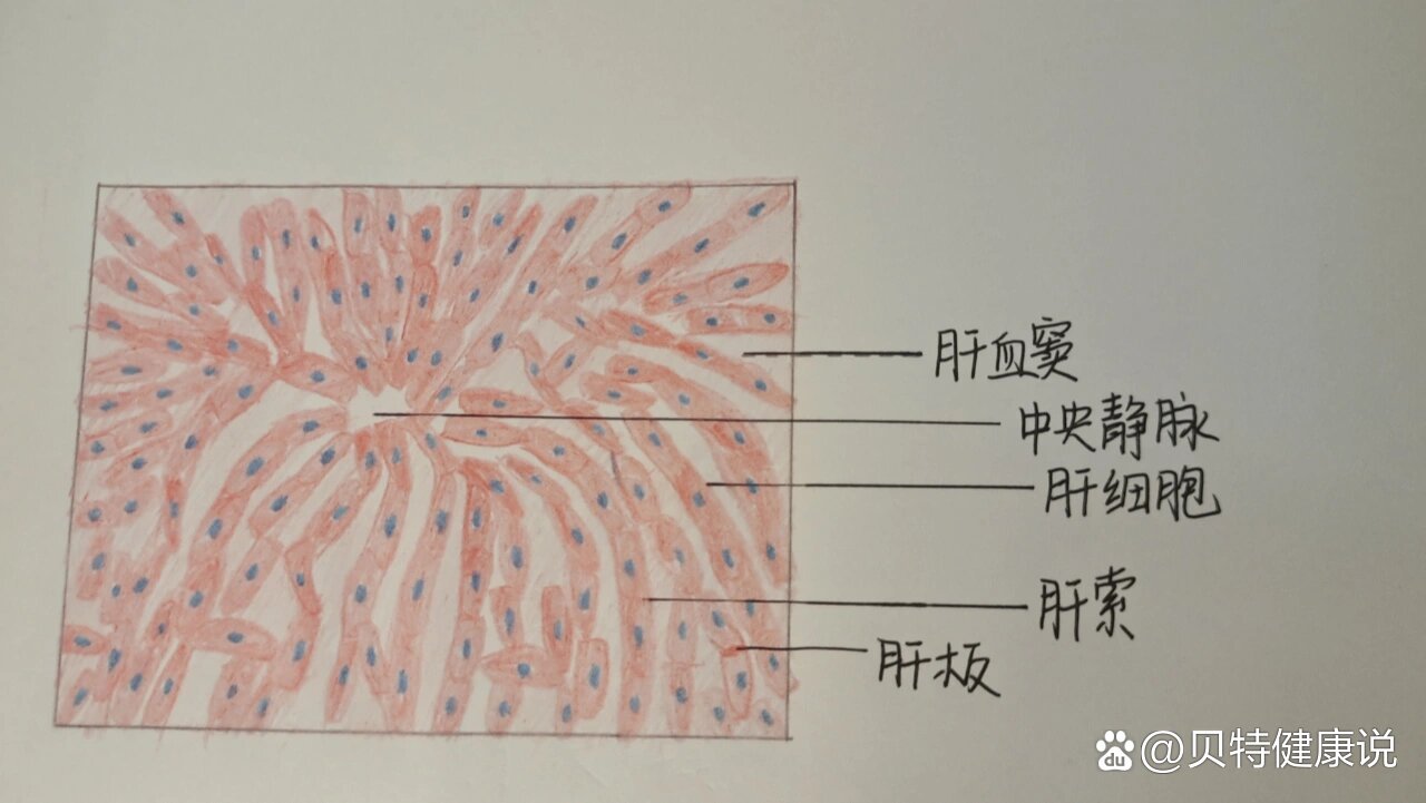 假小叶切面图图片