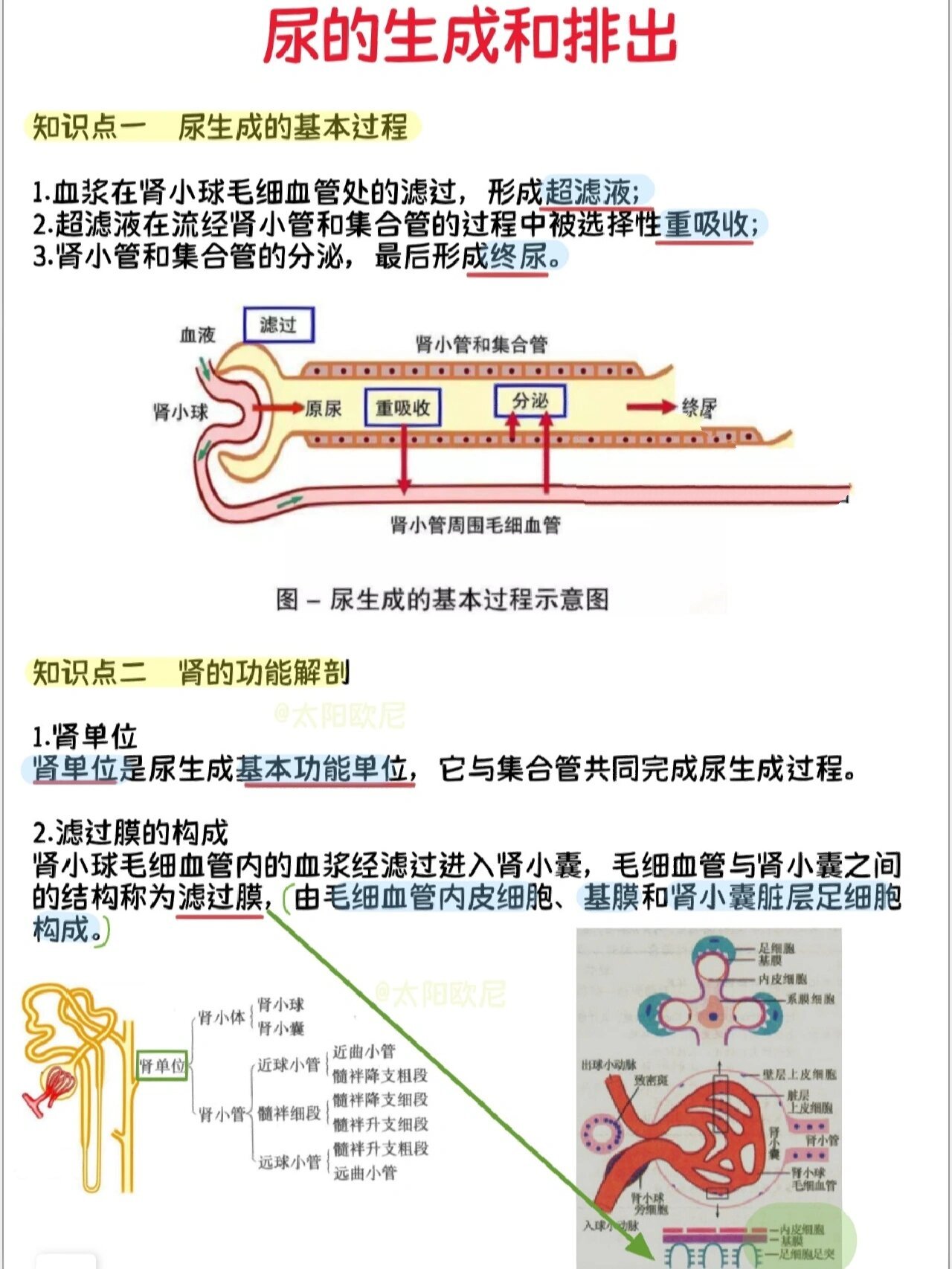 尿液形成过程简图图片