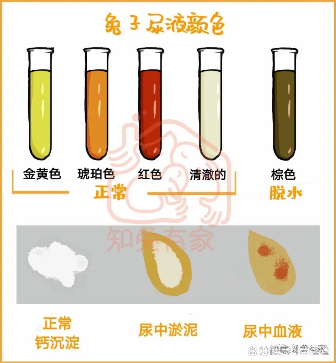 兔子尿正常颜色图片