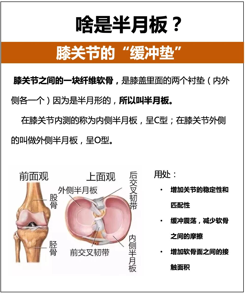 2min快速了解半月板,避免损伤,早看早收获