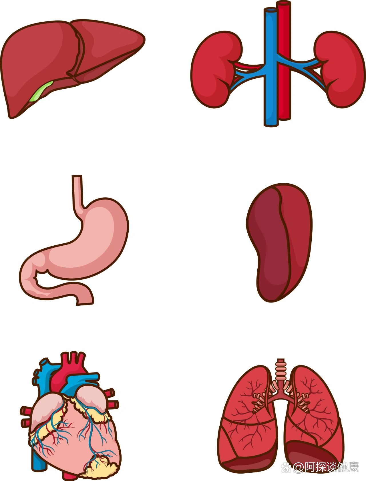 人体心肝脾肺肾高清图图片