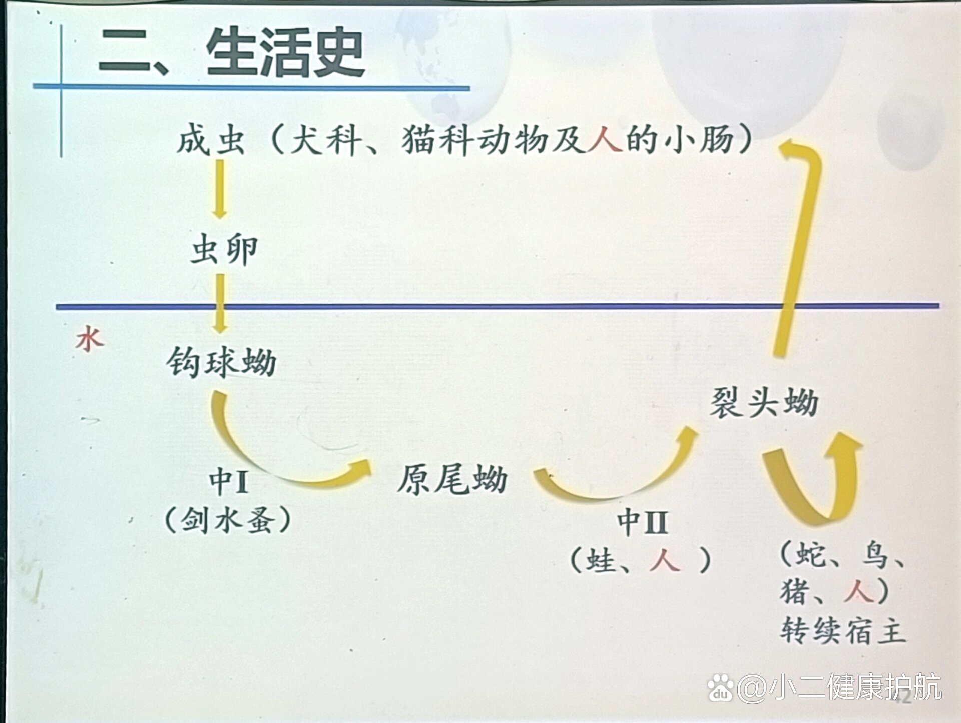 曼氏迭宫绦虫生活史