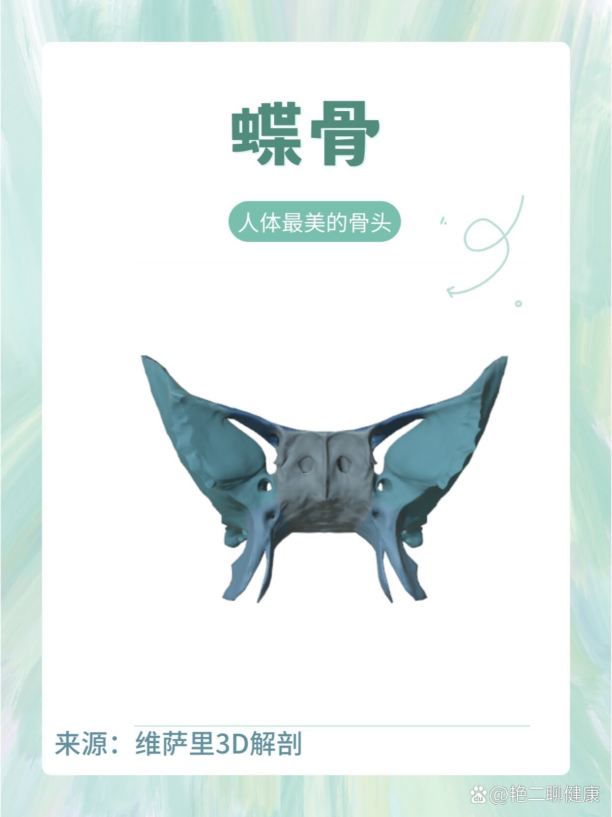 蝶骨:人体中最美的骨头蝶骨,形如蝴蝶,是位于前方的额骨,筛骨