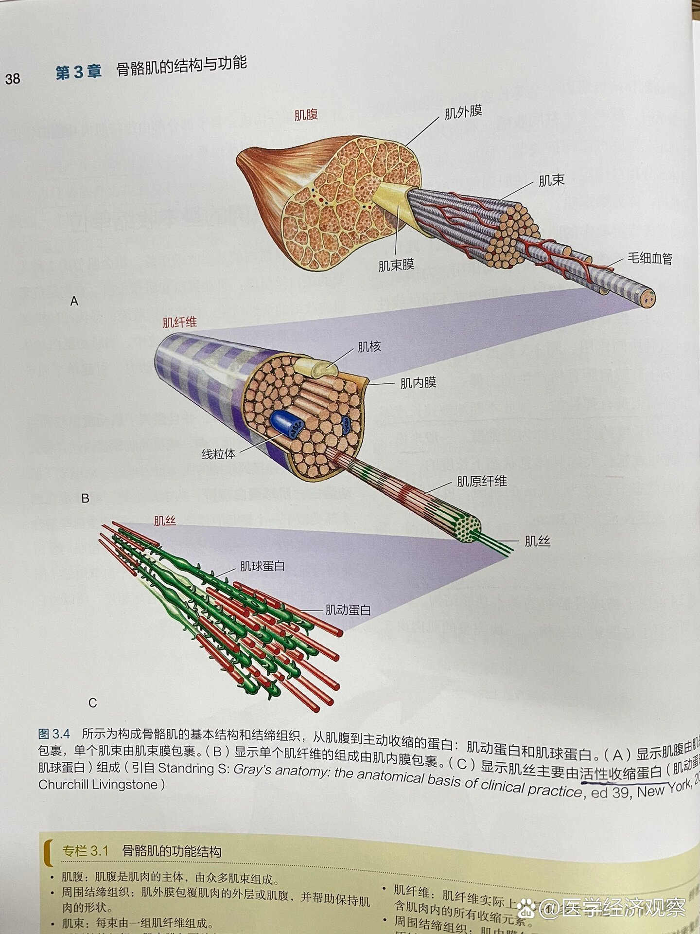 骨骼肌模式图图片