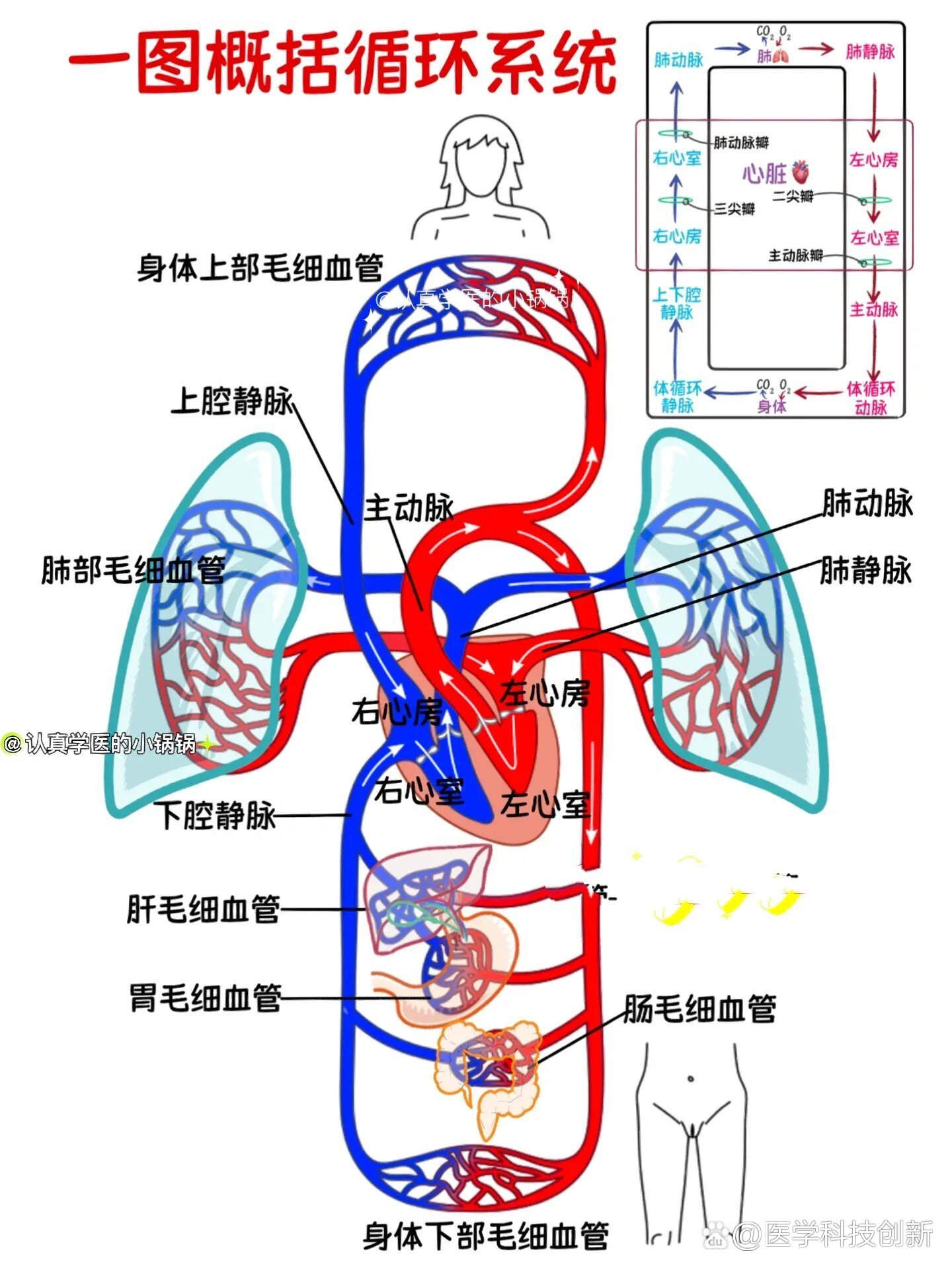 可将血液循环分为体循环
