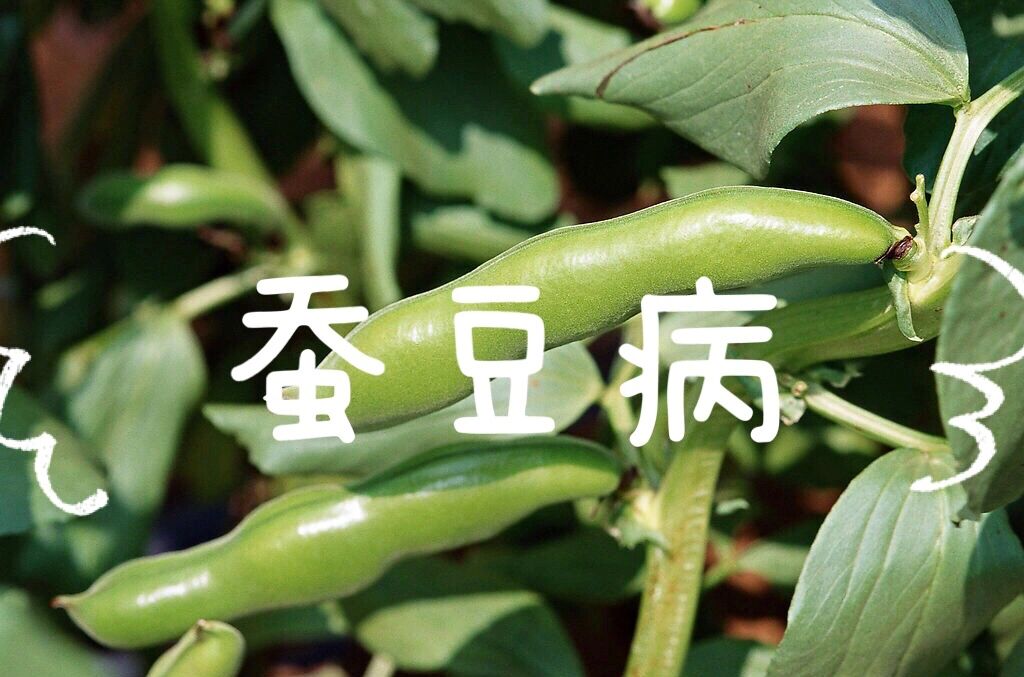 蚕豆病严重吗图片