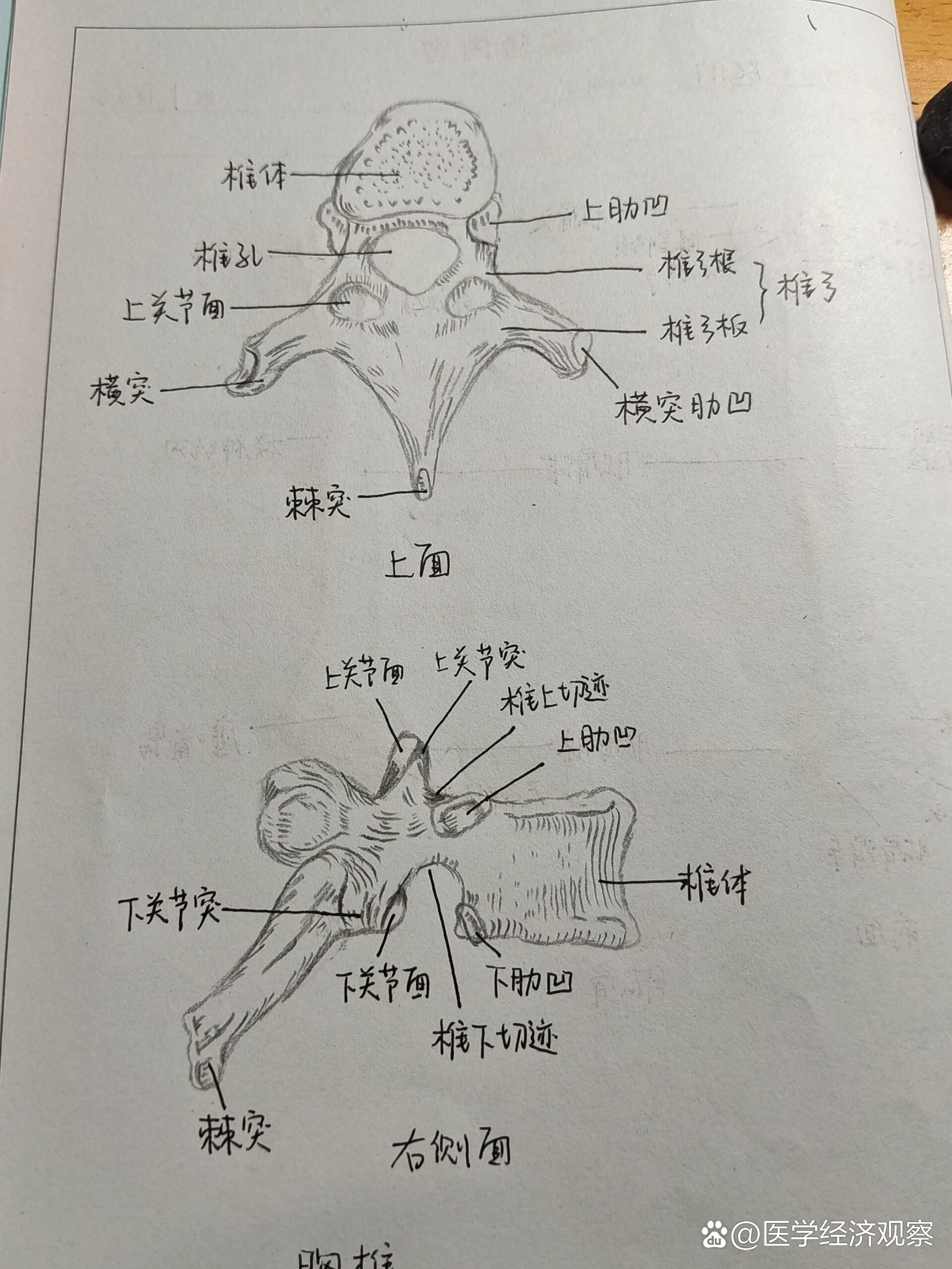 肱骨的前面观绘画图片