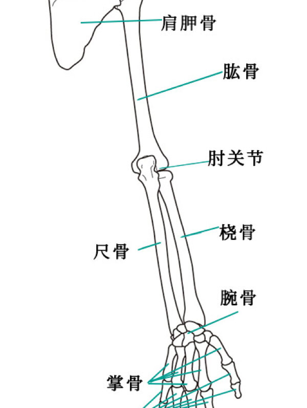 人体骨骼结构图🦴名称以及数量
