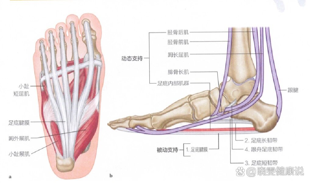 解剖书中通常将足部小肌群分为4层