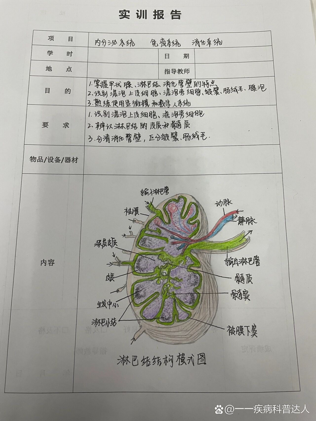 淋巴结组胚图图片