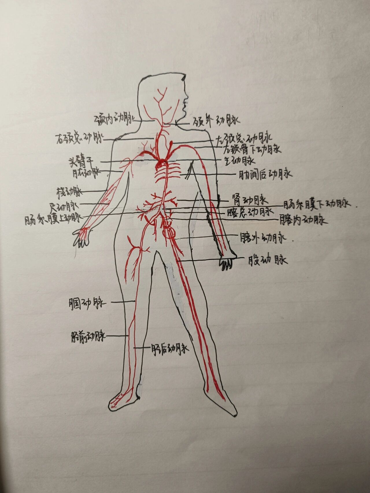 人体头部血管走向图图片