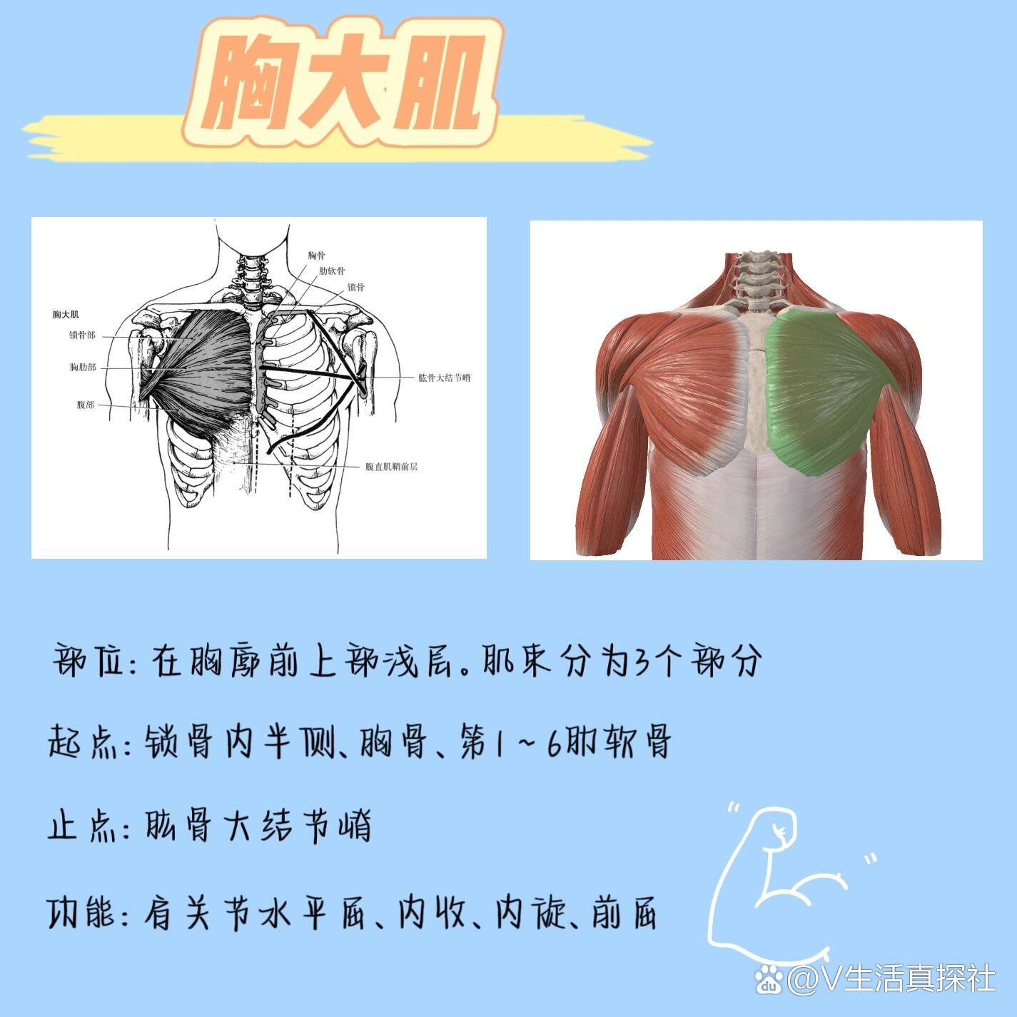 胸大肌起止点简图手绘图片