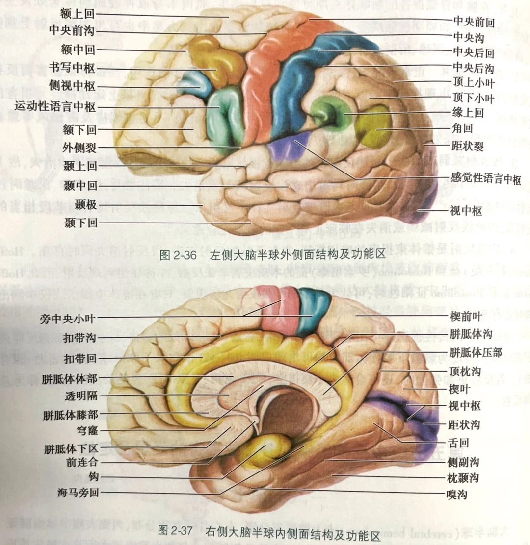 脑电图初级知识点
