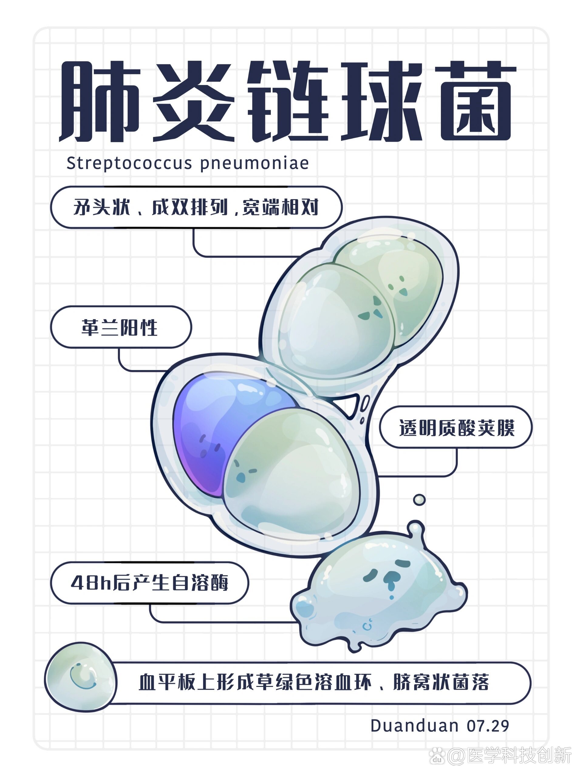 链球菌 br>肺炎链球菌革兰染色【阳性】,菌体呈【矛头状】【成双排列