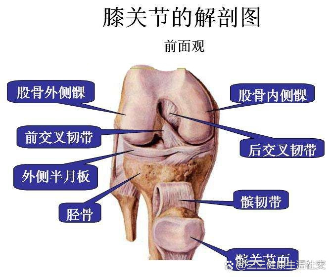 膝关节图解结构图图片