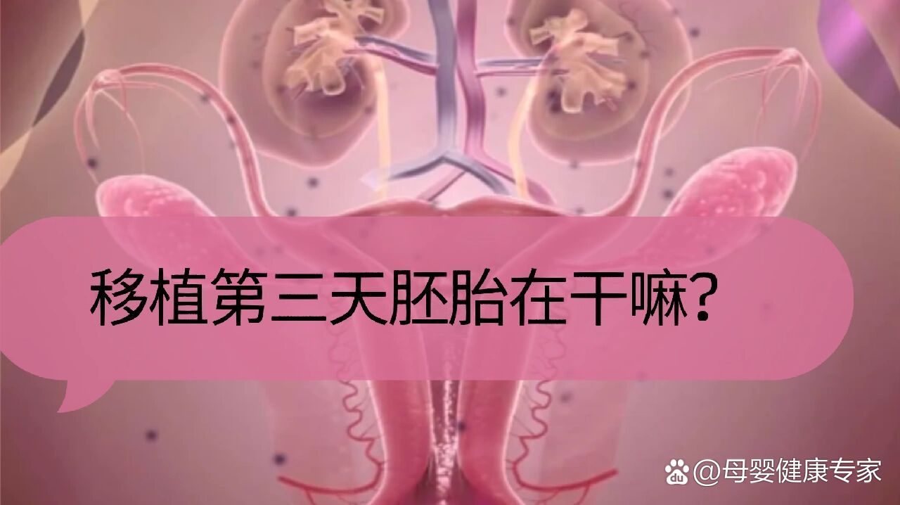 胚胎移植后在子宫图片图片