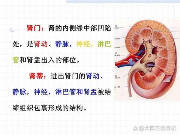 肾门