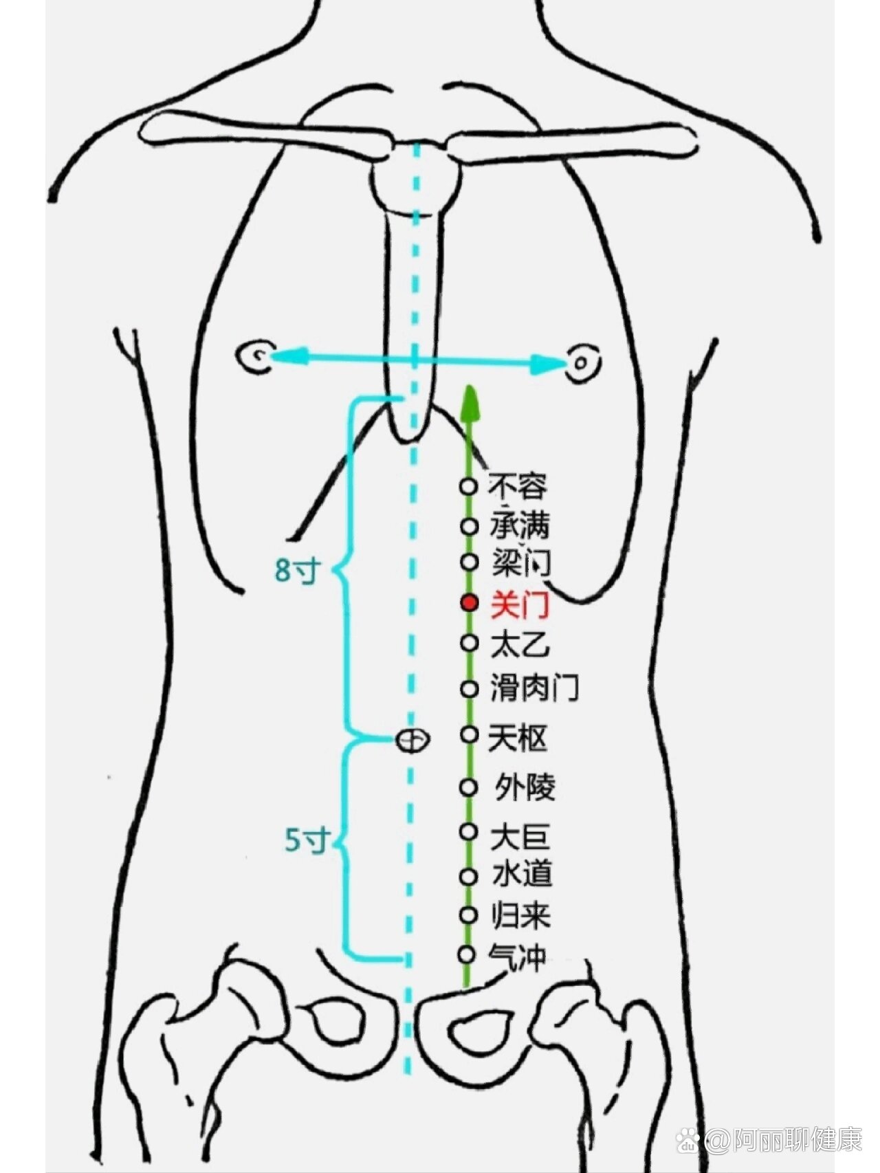 董氏腑肠准确位置图图片