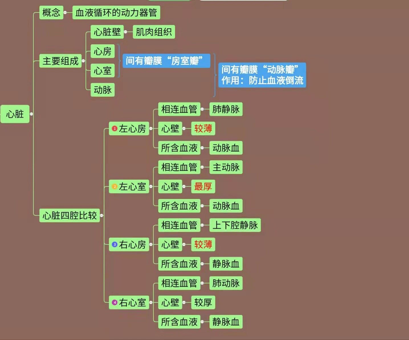 人体血液循环思维导图图片