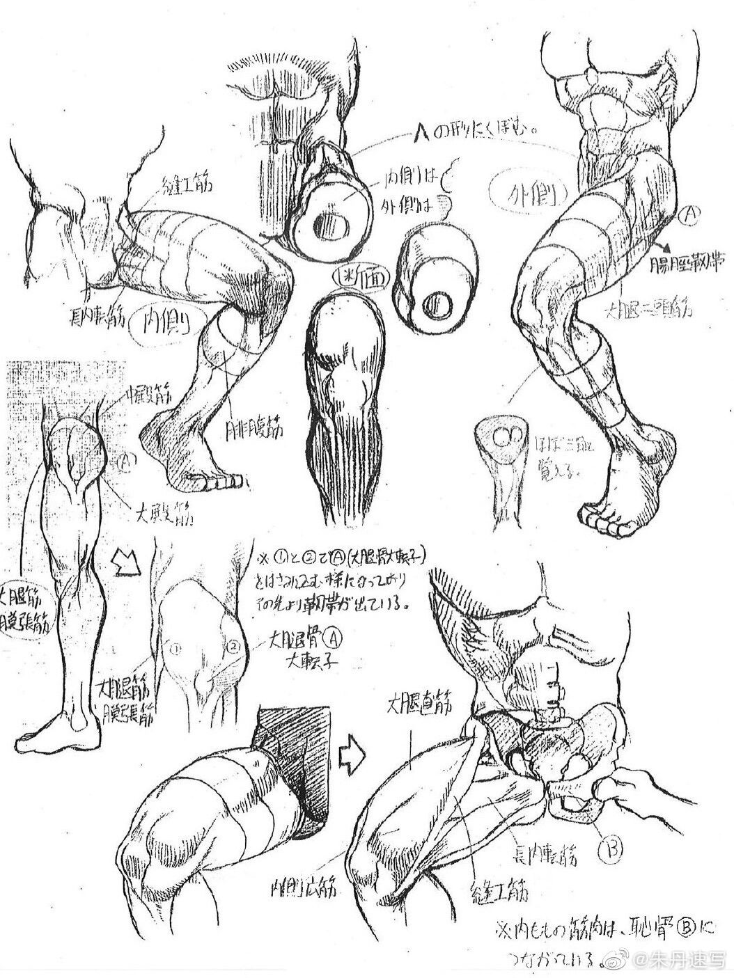速写结构之腿部骨骼04肌肉