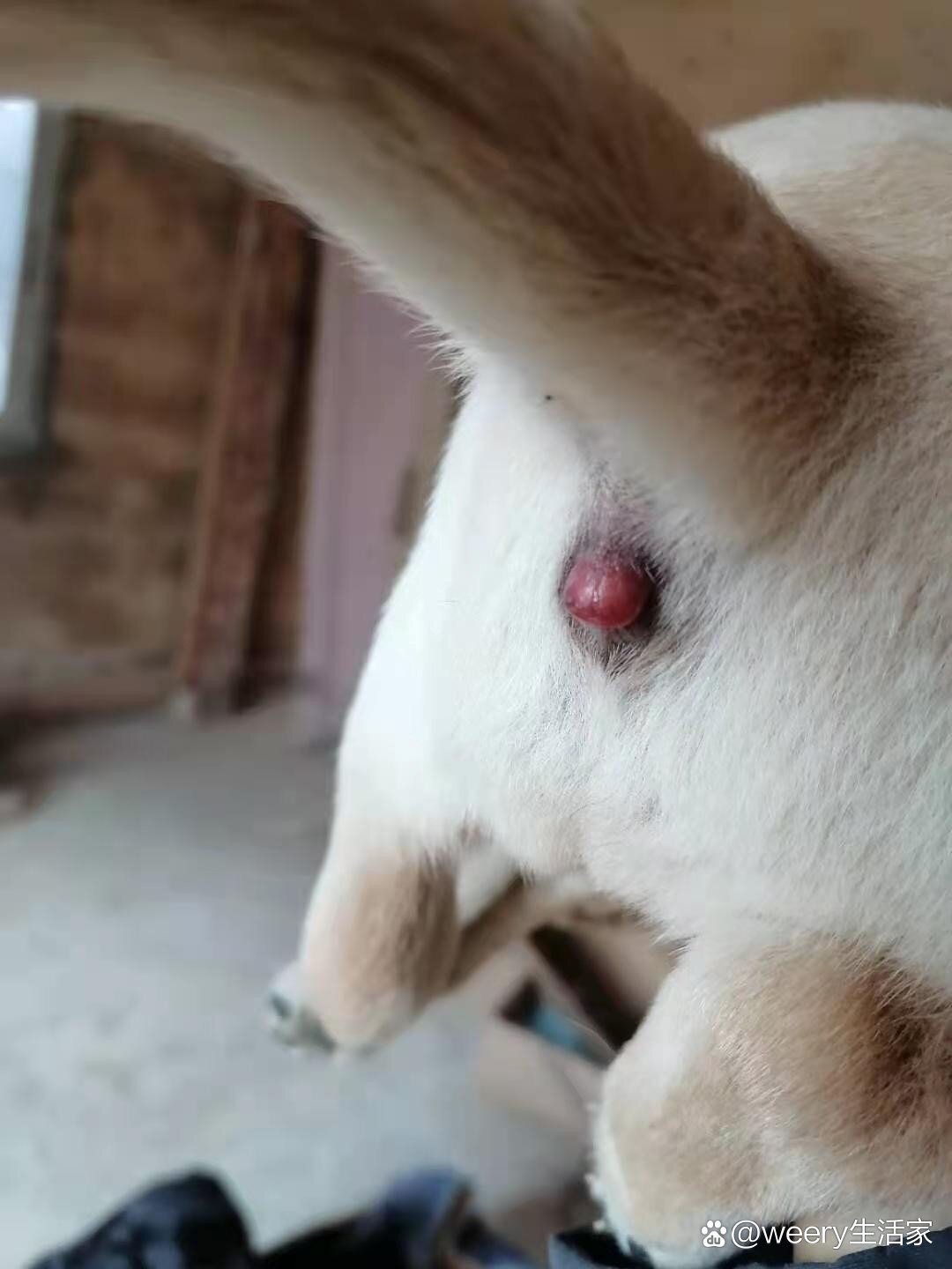 狗狗肛门脱出,治疗方法分享