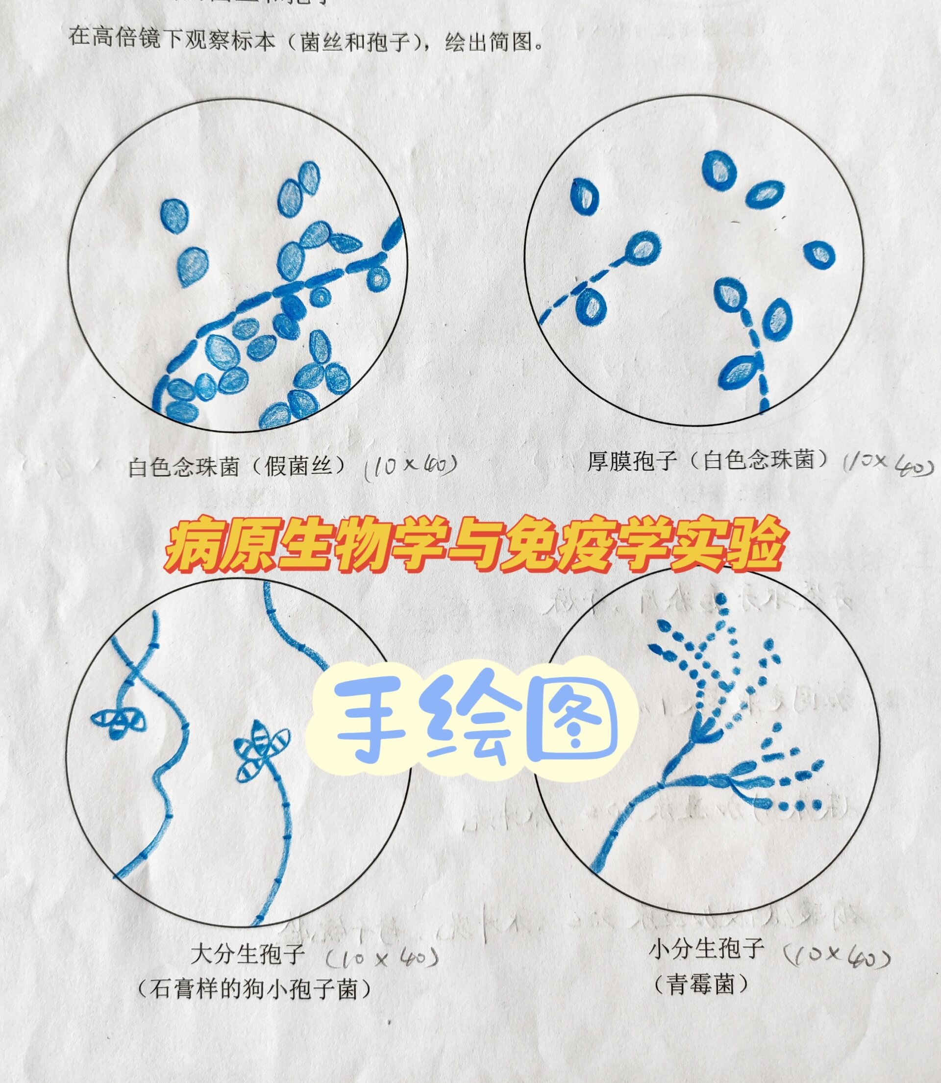 大分生孢子显微镜图片图片