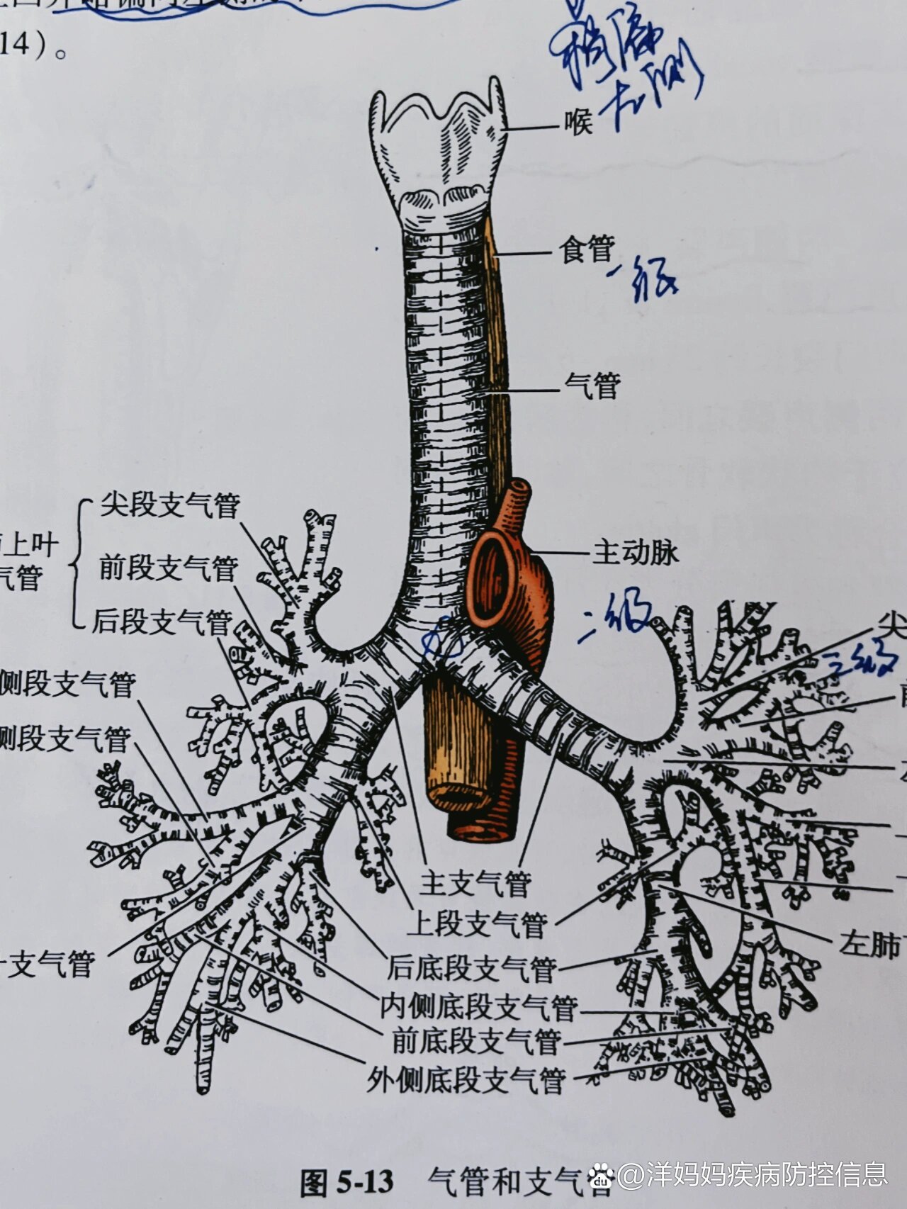 肺小叶位置图片