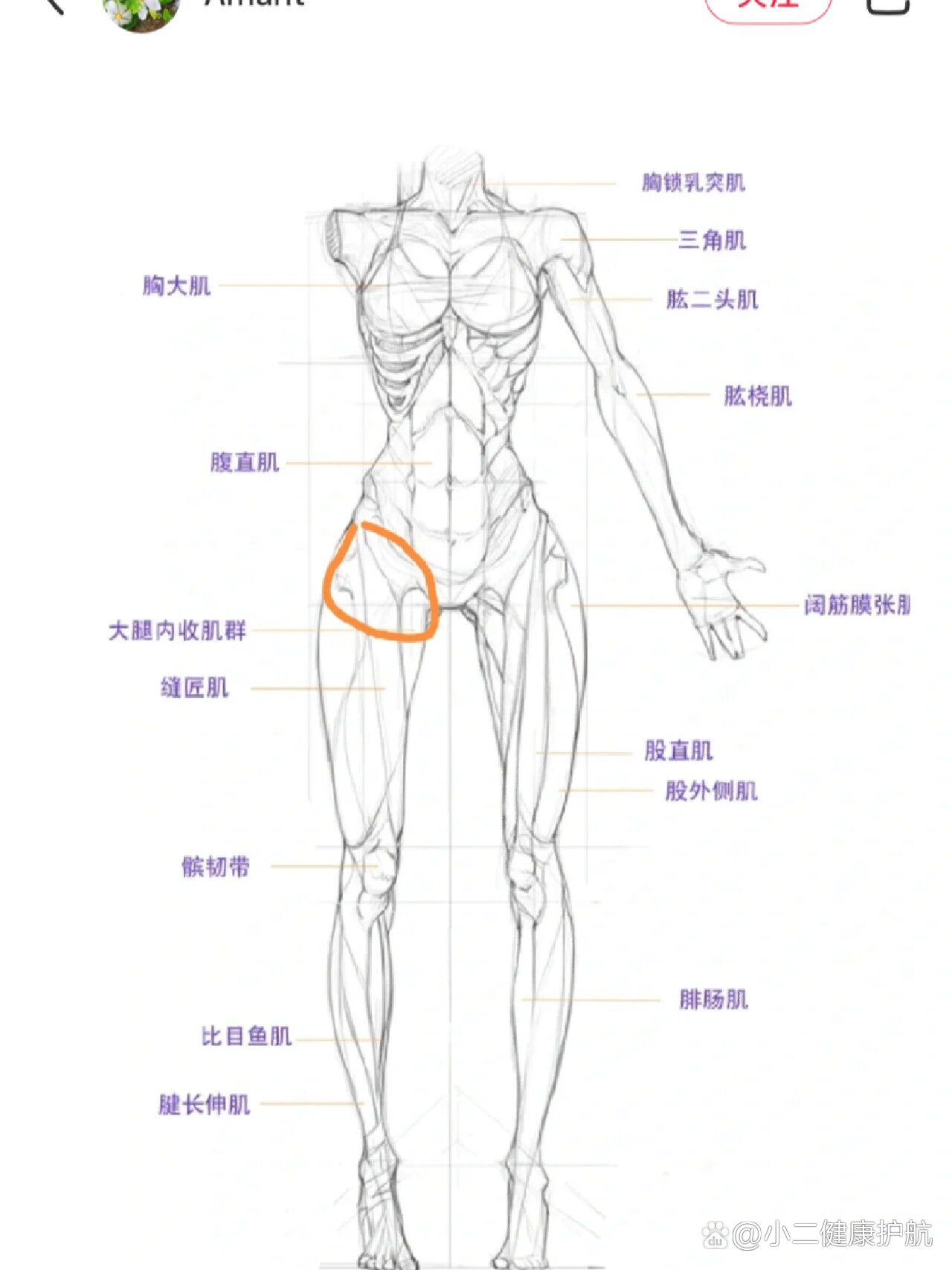 大腿根位置在哪里图片图片