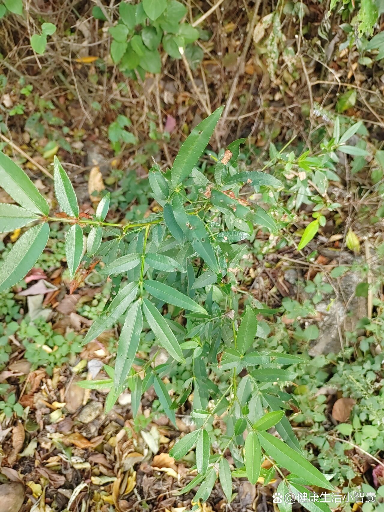 本土原生中草药材(14)飞龙掌血