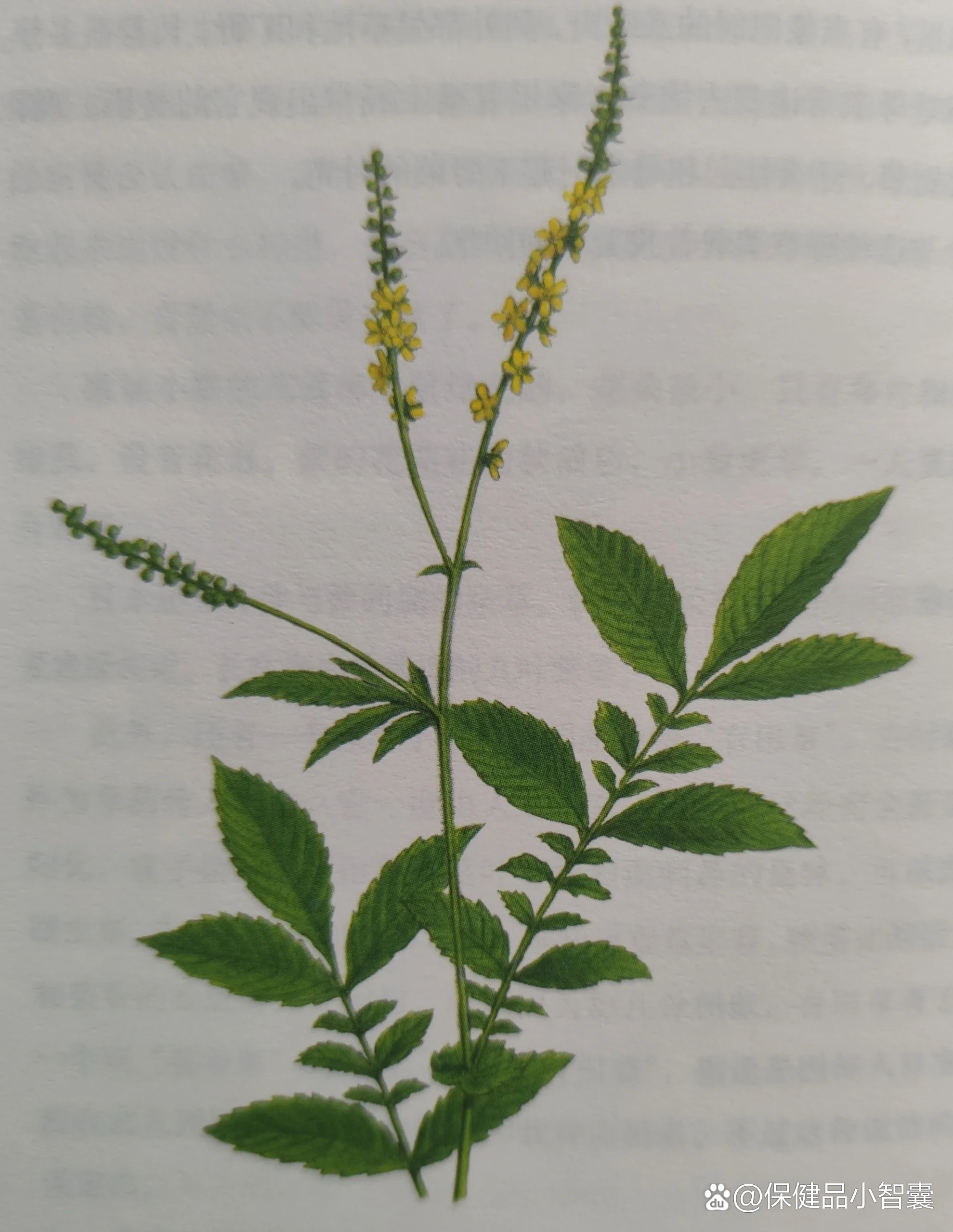  p>每日识杂草——龙芽草 br>别名:金水引 br>科名:蔷薇科 br>生活型