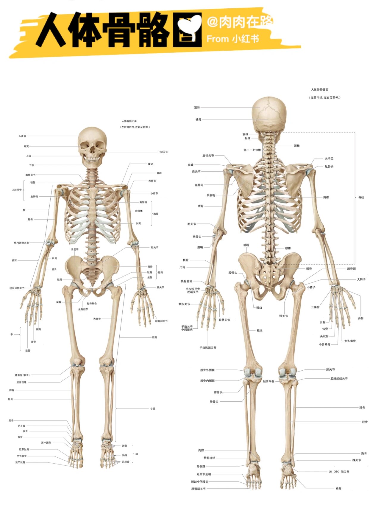 人体骨骼图