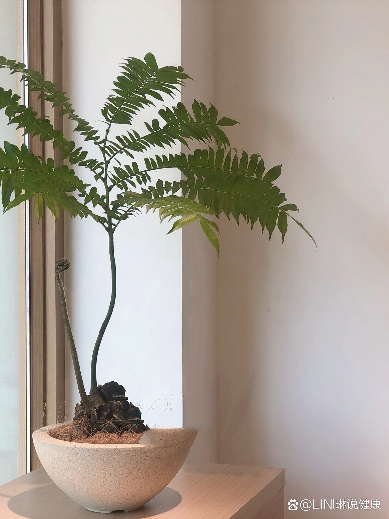 日系植物|观音莲座蕨