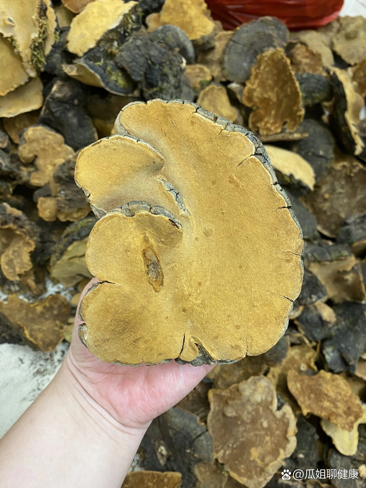 桑黄灵芝,防癌抗癌最好的野生灵芝