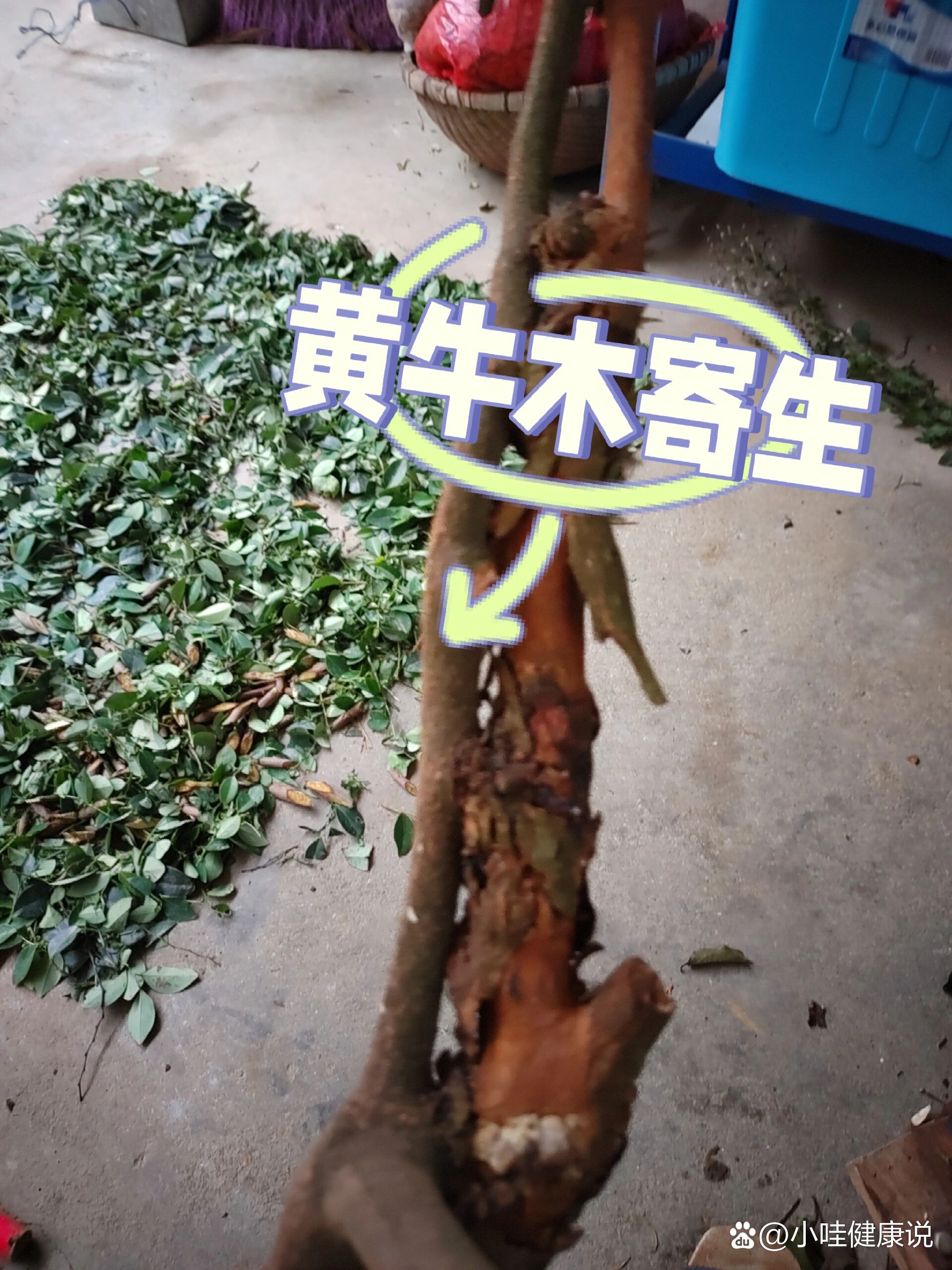 黄牛木寄生(30)本土原生中草药