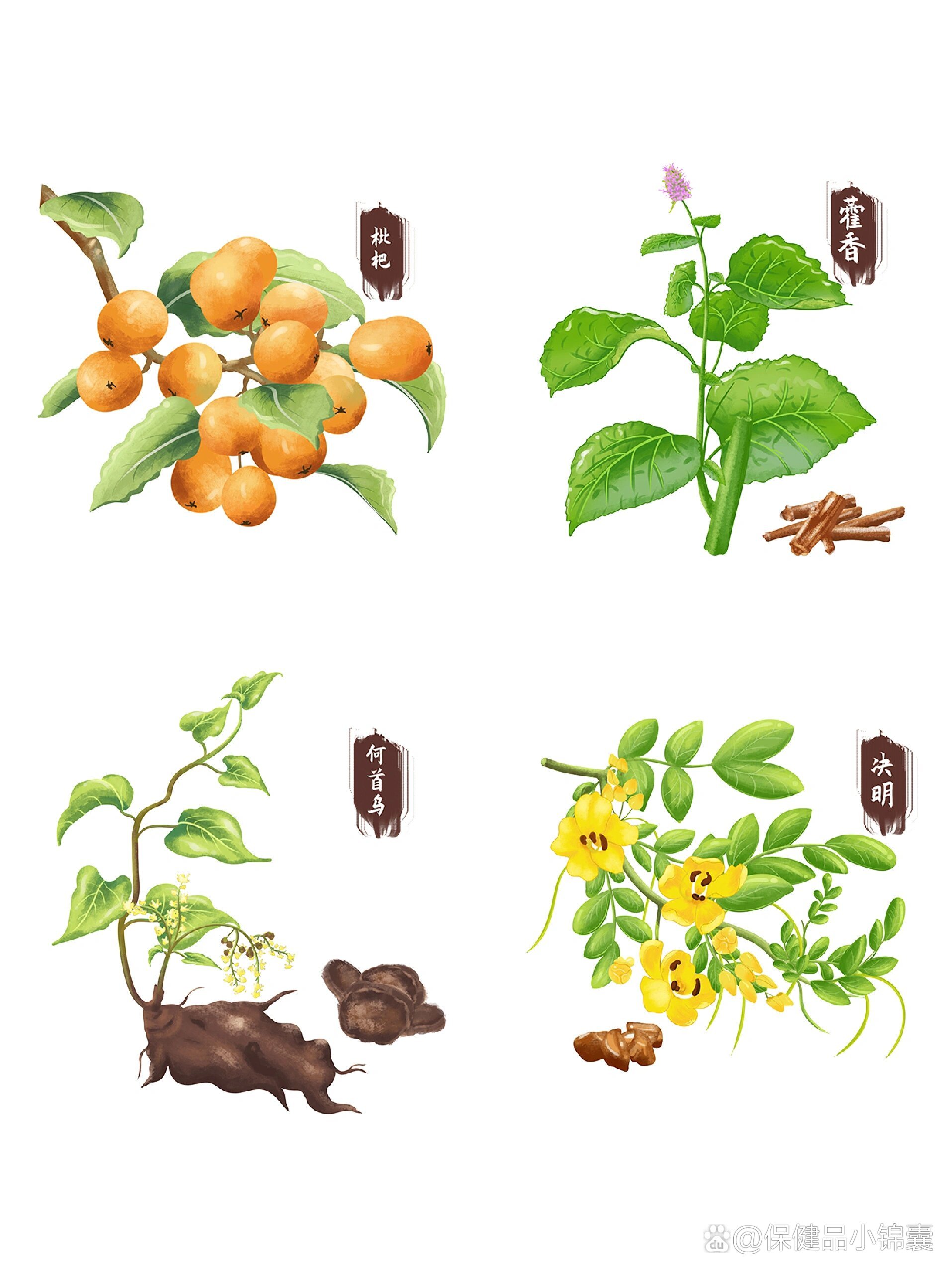 中草药手绘插画|免扣素材分享